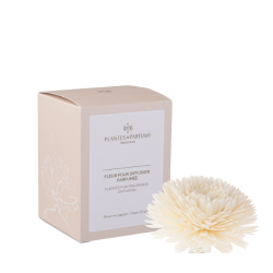 Plantes &amp; Parfums - Blomst