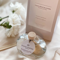 Plantes &amp; Parfums - Duftpinde - Olive Leaves
